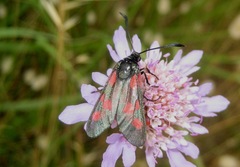 Zygaena filipendulae