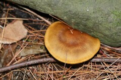 Cortinarius semisanguineus