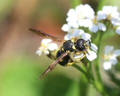 Ancistrocerus