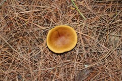 Cortinarius semisanguineus