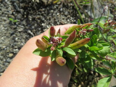 Polanisia dodecandra