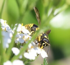 Ancistrocerus