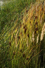 Typha laxmannii