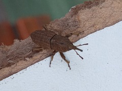 Sphenophorus rusticus