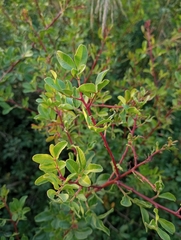 Pistacia terebinthus