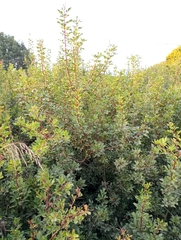 Pistacia terebinthus