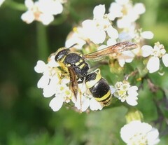 Ancistrocerus
