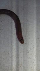 Amphisbaena darwinii