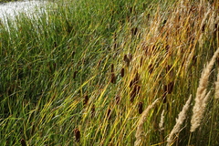 Typha laxmannii