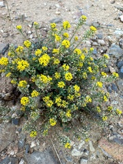 Odontarrhena obovata