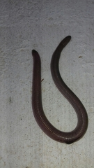 Amphisbaena darwinii