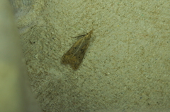 Dichomeris punctipennella