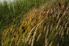 Typha laxmannii
