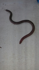 Amphisbaena darwinii