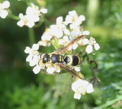 Ancistrocerus