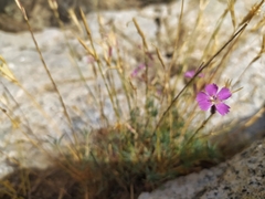 Dianthus lusitanus