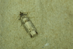Notocelia culminana