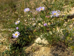 Aster biennis
