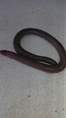 Amphisbaena darwinii