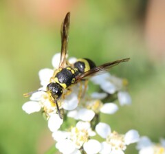 Ancistrocerus