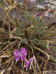 Dianthus lusitanus