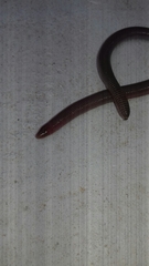 Amphisbaena darwinii