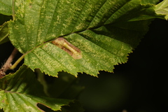 Phyllonorycter tenerella