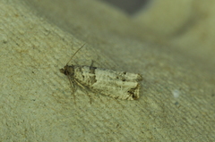 Notocelia culminana
