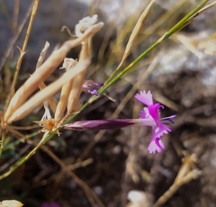 Dianthus lusitanus