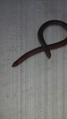 Amphisbaena darwinii