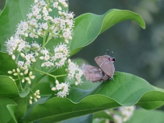 Parrhasius moctezuma