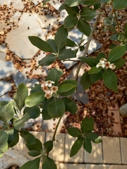 Crataegus mexicana