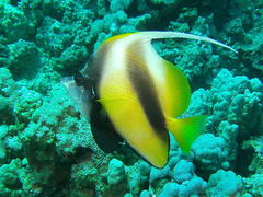 Heniochus intermedius