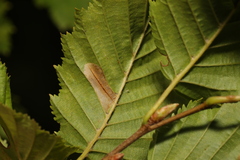 Phyllonorycter tenerella