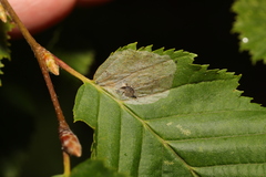 Phyllonorycter esperella
