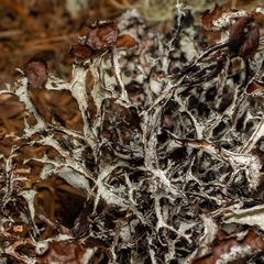 Platismatia stenophylla