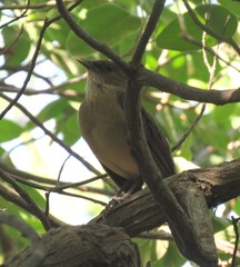 Turdus grayi