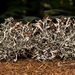 Platismatia stenophylla - Photo (c) Jeff Ward,  זכויות יוצרים חלקיות (CC BY-NC-SA), הועלה על ידי Jeff Ward