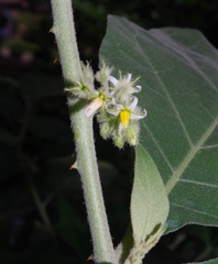 Solanum jamaicense
