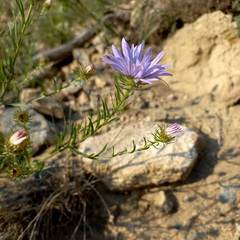 Aster biennis