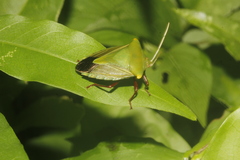 Edessa olivacea