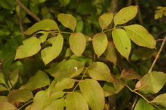 Fraxinus ornus