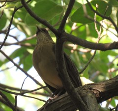 Turdus grayi