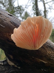 Rhodotus palmatus