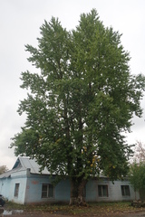 Populus × berolinensis