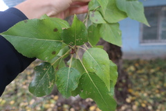 Populus × berolinensis