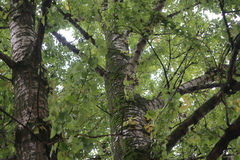 Populus × berolinensis