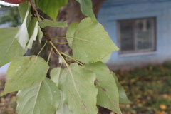 Populus × berolinensis