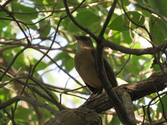 Turdus grayi