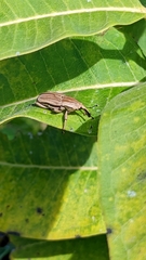 Sphenophorus aequalis